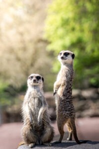 two meerkats looking off in the distance