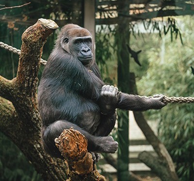 gorilla sitting on a tree branch at the zoo